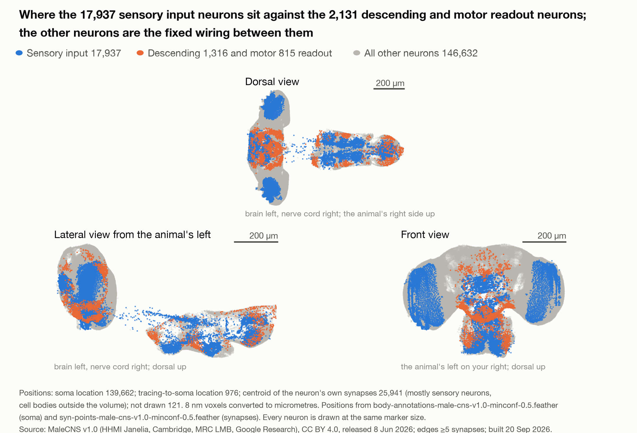 Figure 1: the MaleCNS v1.0 fruit fly connectome SuperTruth held fixed, all 166,700 neurons drawn at their recorded positions in dorsal, lateral and front projections, with the 17,937 sensory neurons where a health record enters in blue and the 1,316 descending and 815 motor neurons where the score is read out in orange