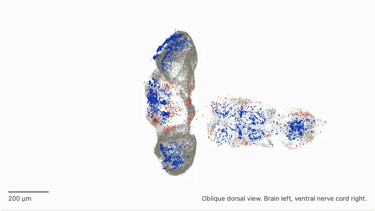 Still from the interactive fruit fly connectome viewer: 40,000 of the neurons drawn as points in an oblique dorsal view, brain left and ventral nerve cord right, with the sensory neurons in blue, the descending and motor neurons in orange and the fixed neurons between them in grey